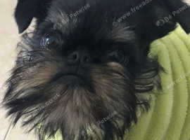Beautiful male black and tan Griffon