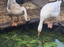 2 GEESE FOR SALE TO GOOD HOME