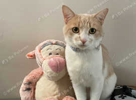 Male cat