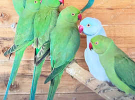Stunning young Indian ringnick parrot