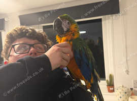 Harlequin macaw