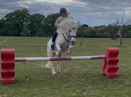 42inch Shetland mare