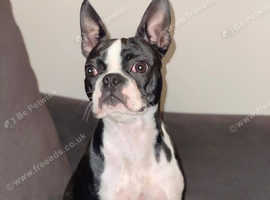 Female Boston terrier dog available for a good home
