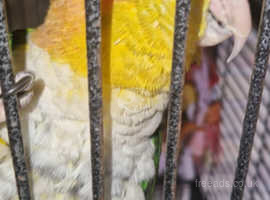 Male yellow thigh caique with band, dna and Certificate