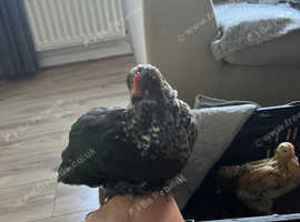 X3 BEAUTIFUL ROOSTERS PEKIN