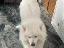 1.5 yr puppy samoyed need rehoming to good family with kids