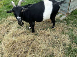 Goat looking for retirement home