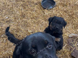 For sale Rottweiler puppies