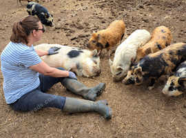 Male Kune Kune piglet