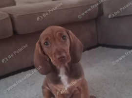 Dachshund x docker