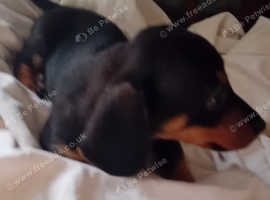 Standard Daschound puppys