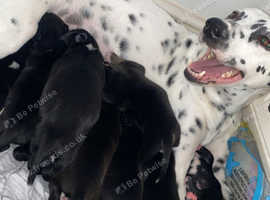 Dalmatian Cross