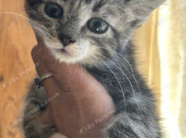 RAGDOLL MIX MALE KITTEN READY NOW
