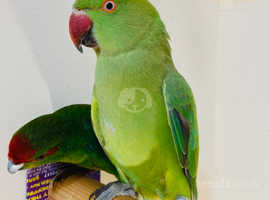 Green neck, parrot