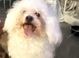 Zuchon looking for forever home