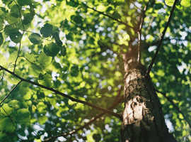 Tree Surgery Belfast