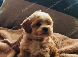Poochon F1 puppies