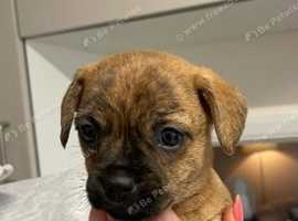 Cairn terrier x puppies
