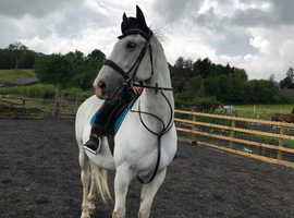 Stunning ride and drive gelding