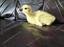 Baby goose