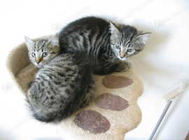 Tabby kittens . Male and female
