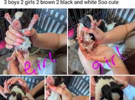 5 puppies