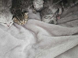 Russian Blues and British shorthair