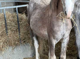 Yearling sec a colt