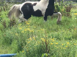 Piebald cob