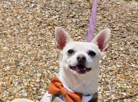 Chihuahua