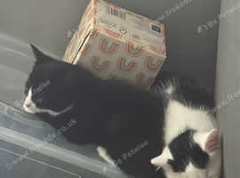 Two kittens