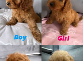 Adorable Cavapoos looking for homes