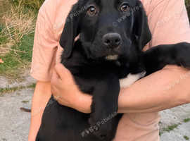 Labrador x Bernese Mountain Dog Puppies