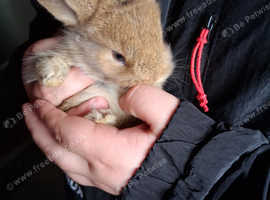 Baby rabbits