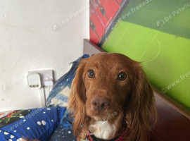 Cockapoo