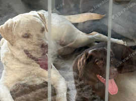 Yellow lab retriever