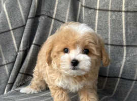 Stunning Maltipoo Male puppy - 9 Weeks Old