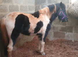 Dartmoor Hill 12.2hh