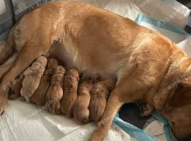 Labrador puppies
