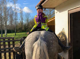 Blue blagdon gelding 15.3 Irish cob