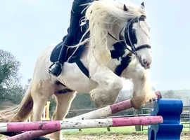 14.2 gorgeous traditional cob mare
