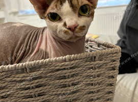 Devon rex male cat