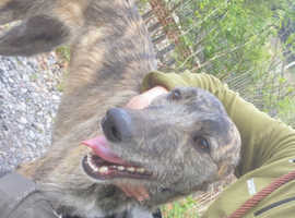 Deerhound greyhound bitch pup