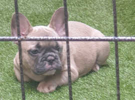 French bull dog pup for sale