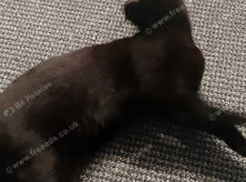 shadow