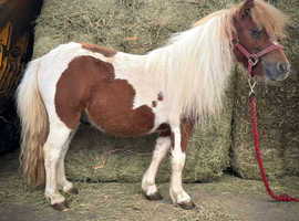 2yo gelding chestnut n white