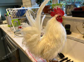 Serama Silkie hatching eggs