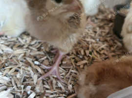Day old chicks