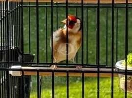 Goldfinch cock