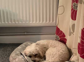 2 yr old cavasion female for rehoming